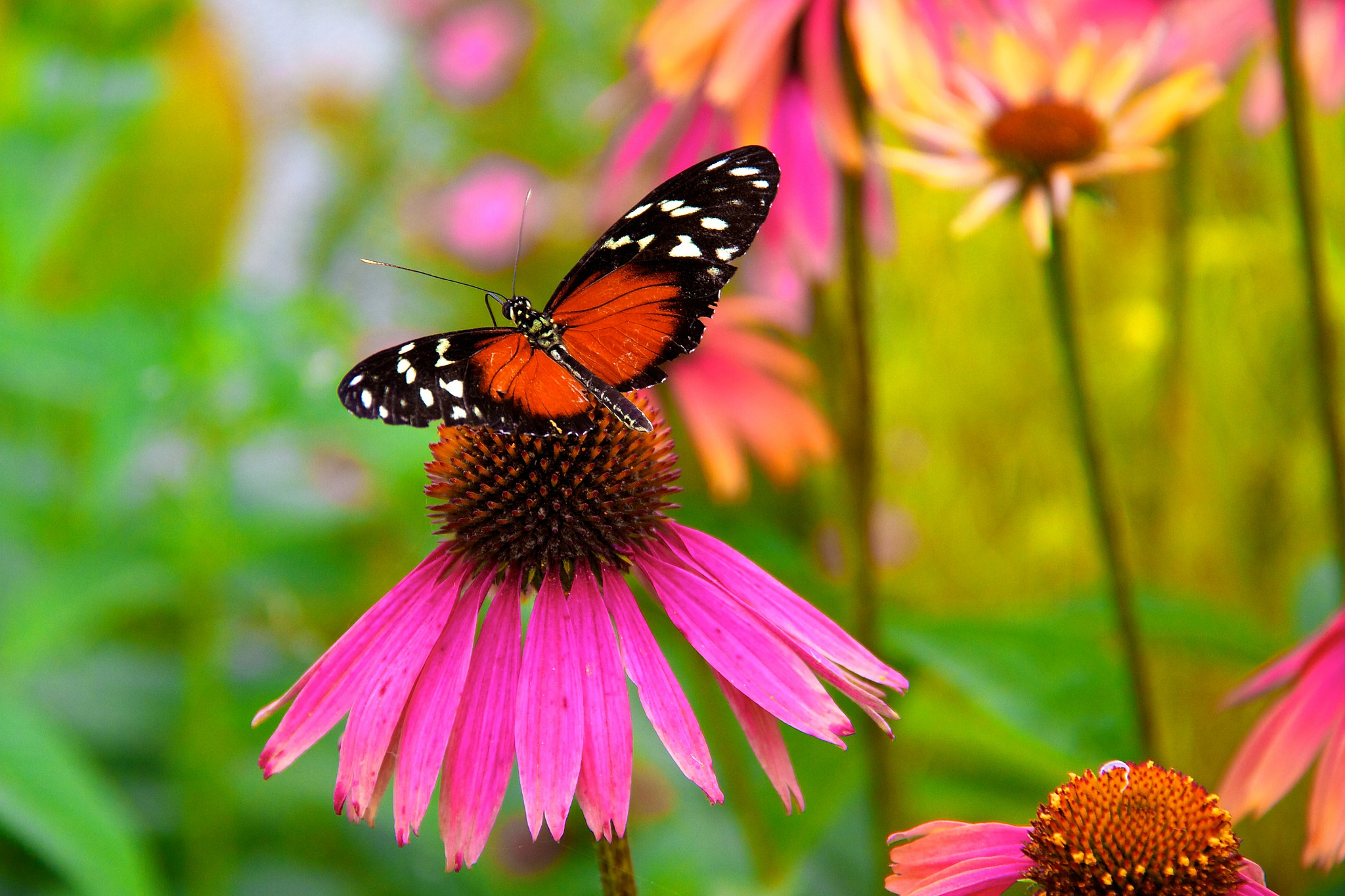 14730104235_47fa999e2a_k