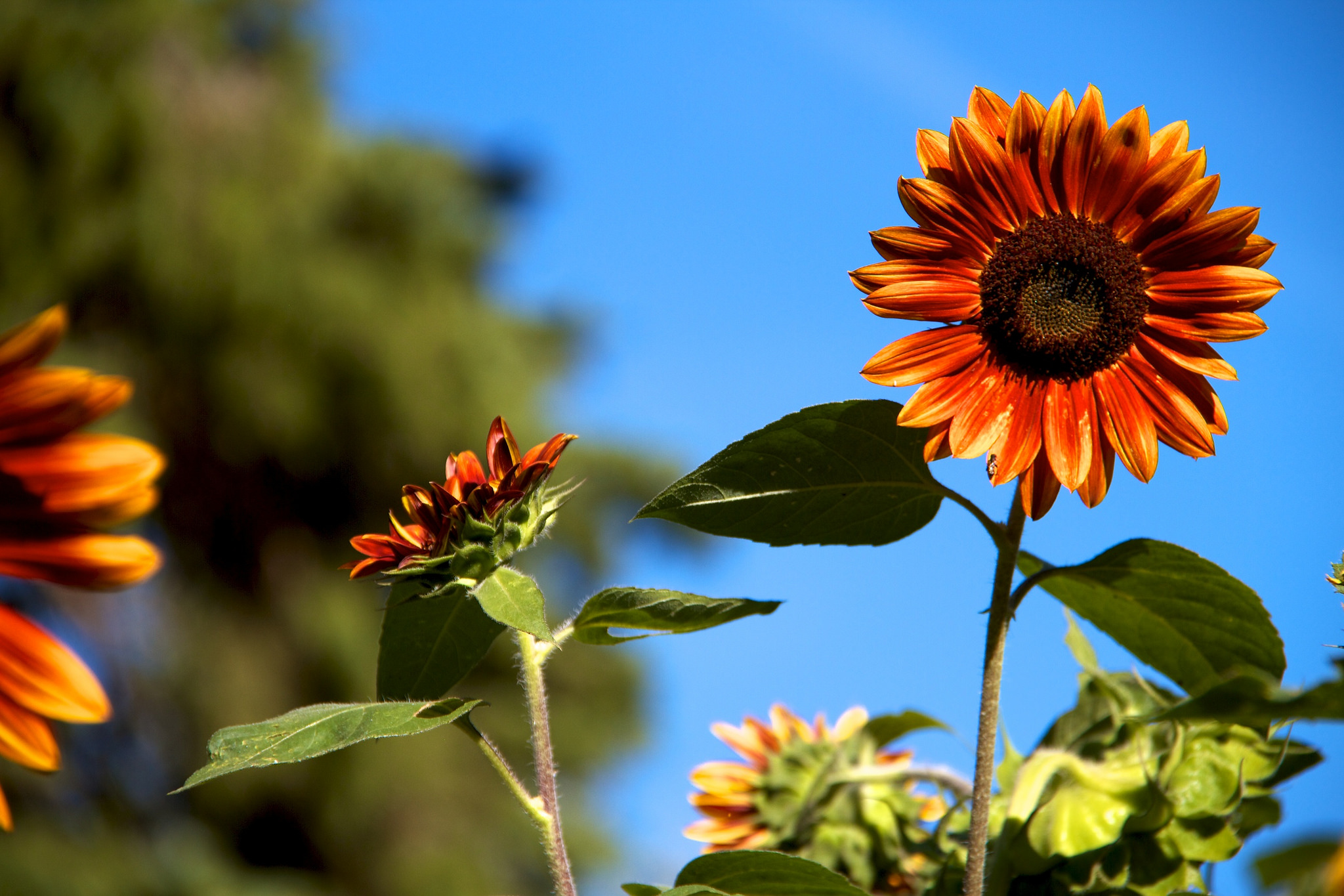 14749963323_1eca05c1f4_k