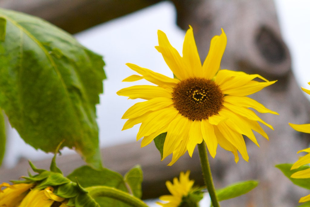 15493121595_8acb0fe2db_b