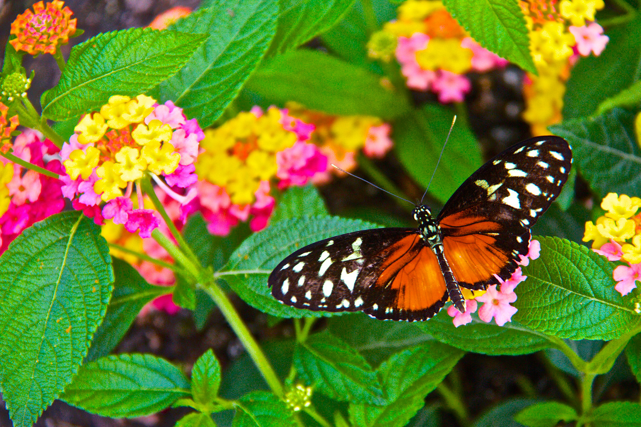 16520129234_200dbda4df_k