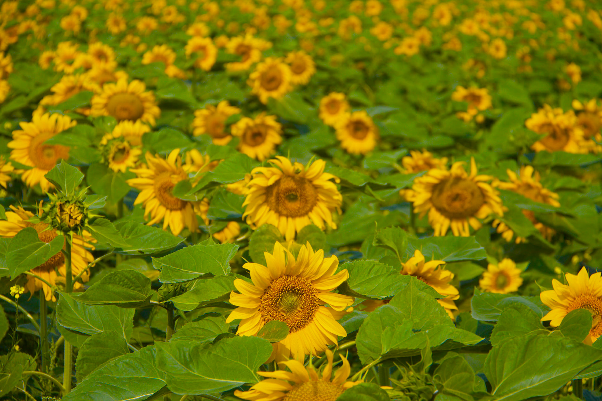 16935018397_88f3bdc3a3_k