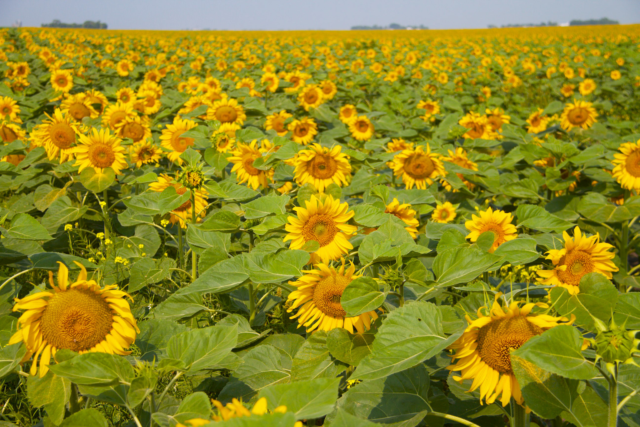 16954639878_b5523097c6_k