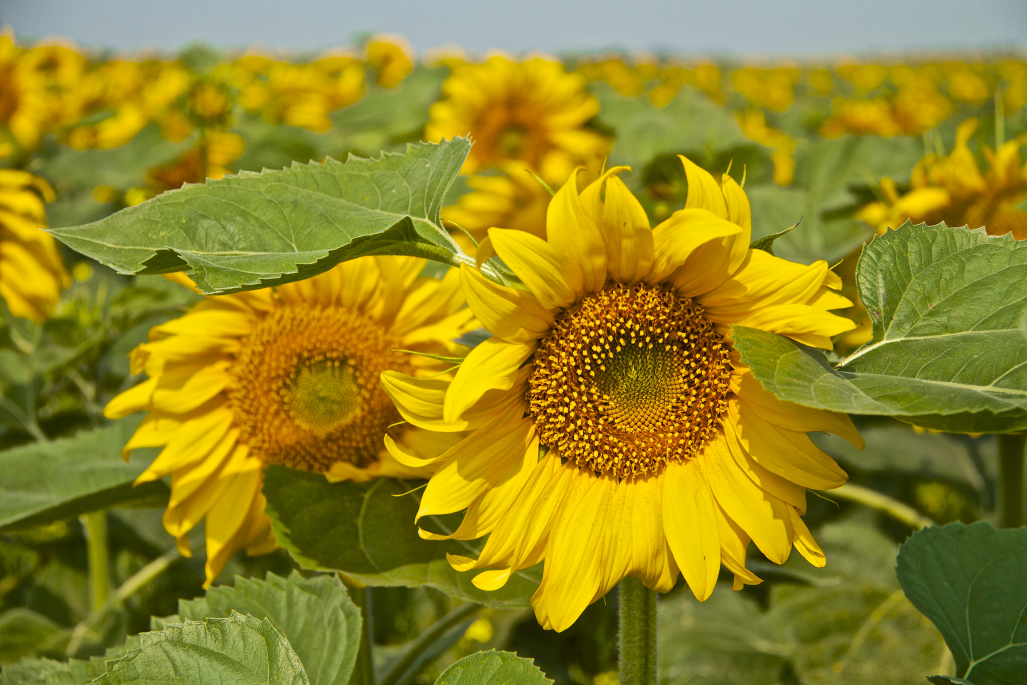 16954875420_0d7abe6ed2_k