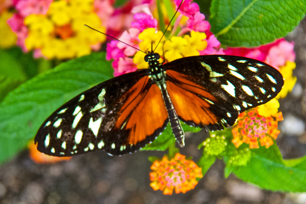 16955023520_e2405aa788_b